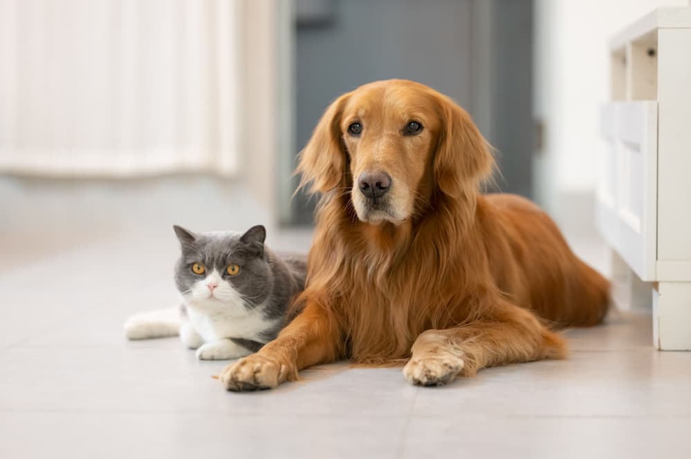 Smart Home Technology for Pets: A Comprehensive Guide for Pet Owners